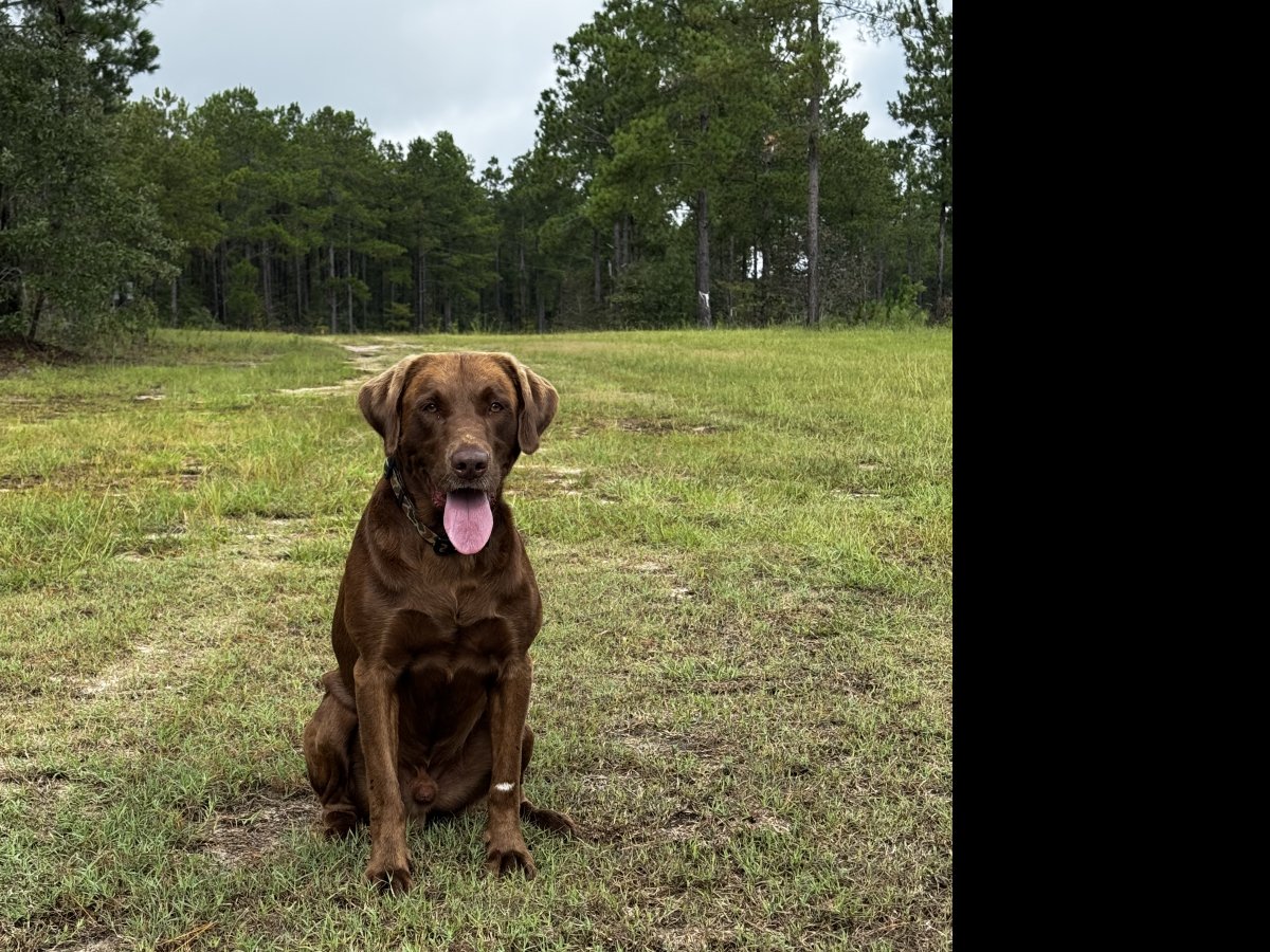 Dog Photo