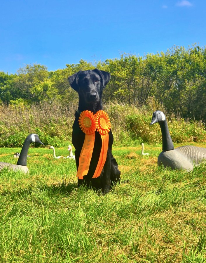 Dog Photo