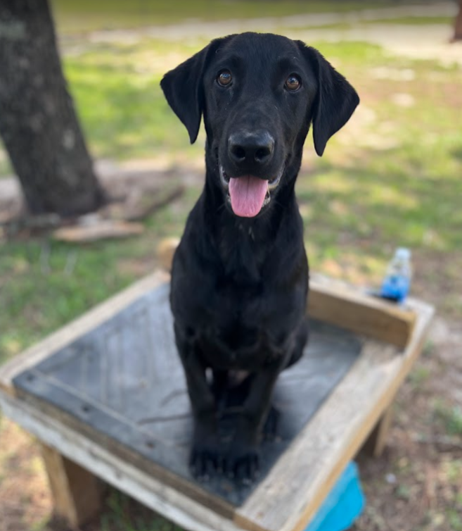 Dog Photo