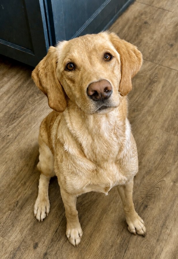 Dog Photo