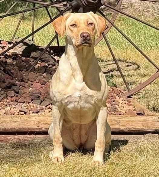 Dog Photo