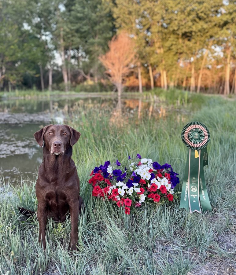 Dog Photo