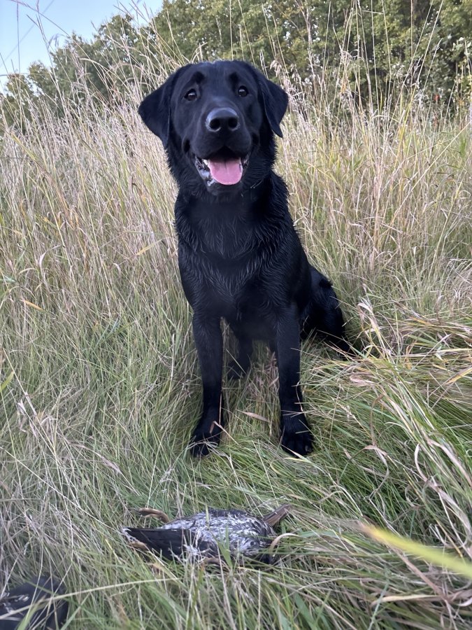 Dog Photo