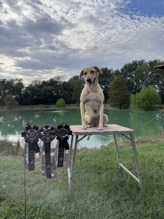 Dog Photo