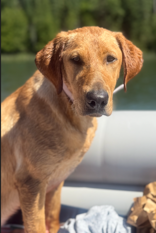 Dog Photo