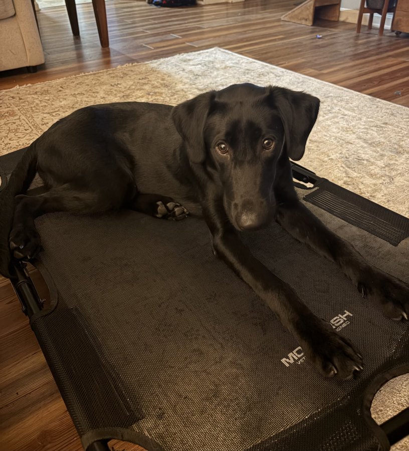 Dog Photo