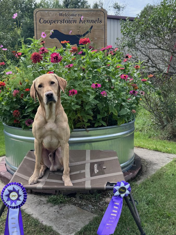Dog Photo