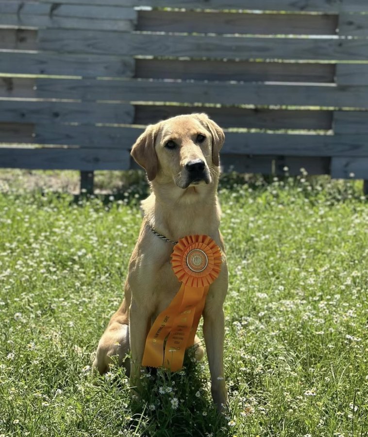 Dog Photo