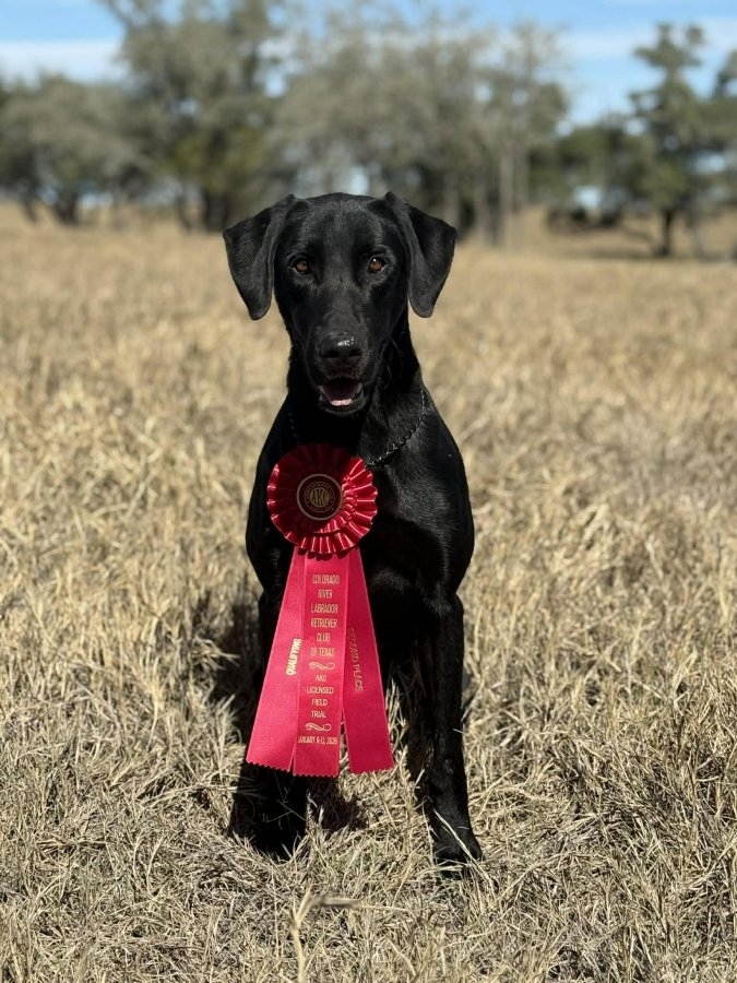 Dog Photo