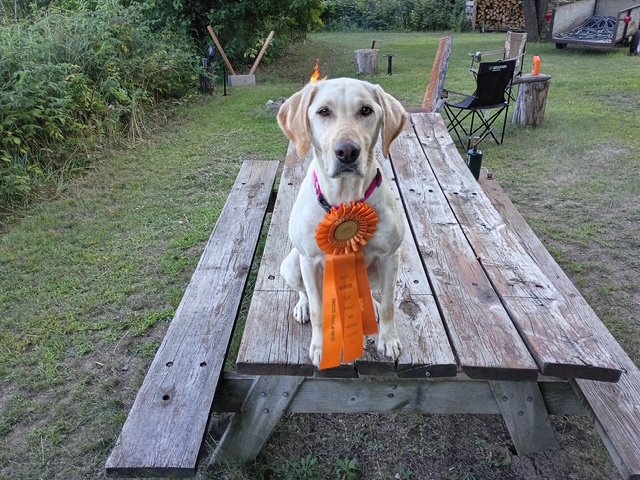 Dog Photo