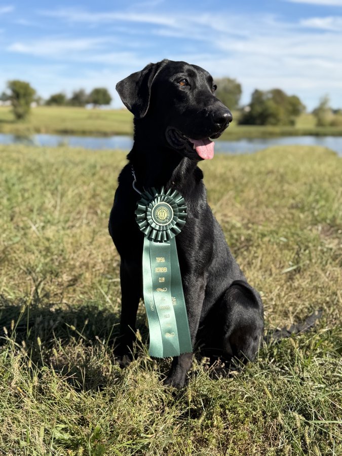 Dog Photo