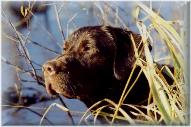 Dog Photo