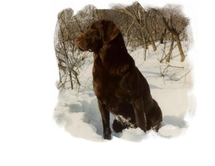 Dog Photo