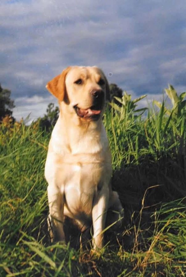 Sire Photo