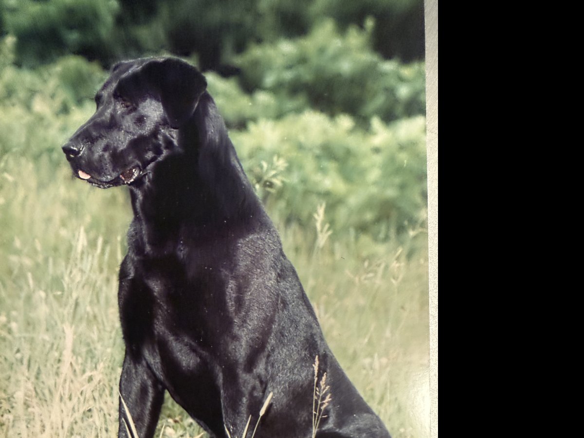Dog Photo