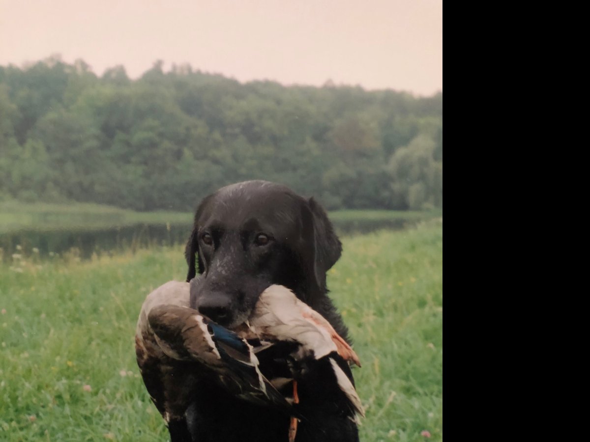 Dog Photo
