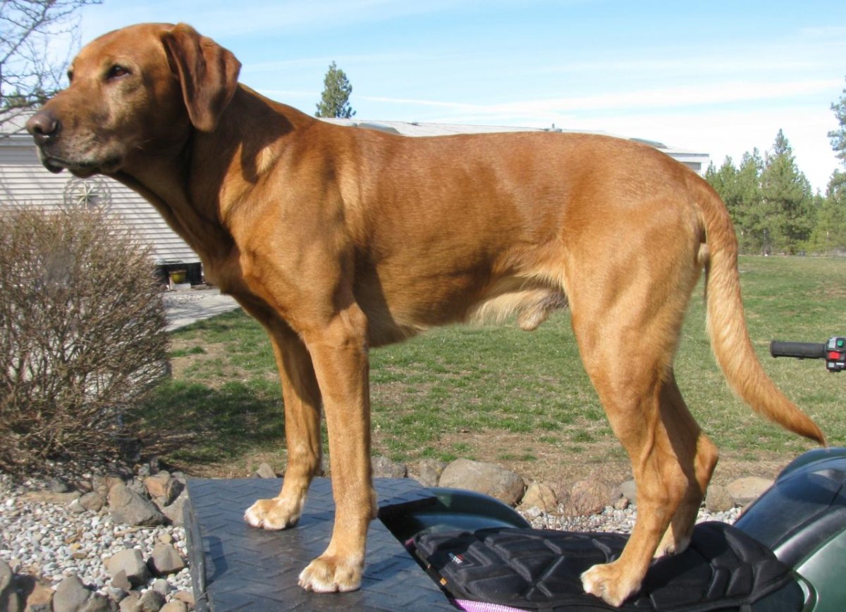 Dog Photo