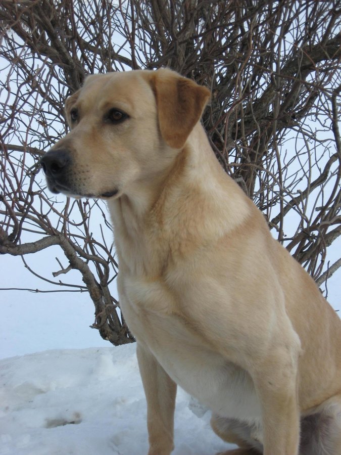 Dog Photo