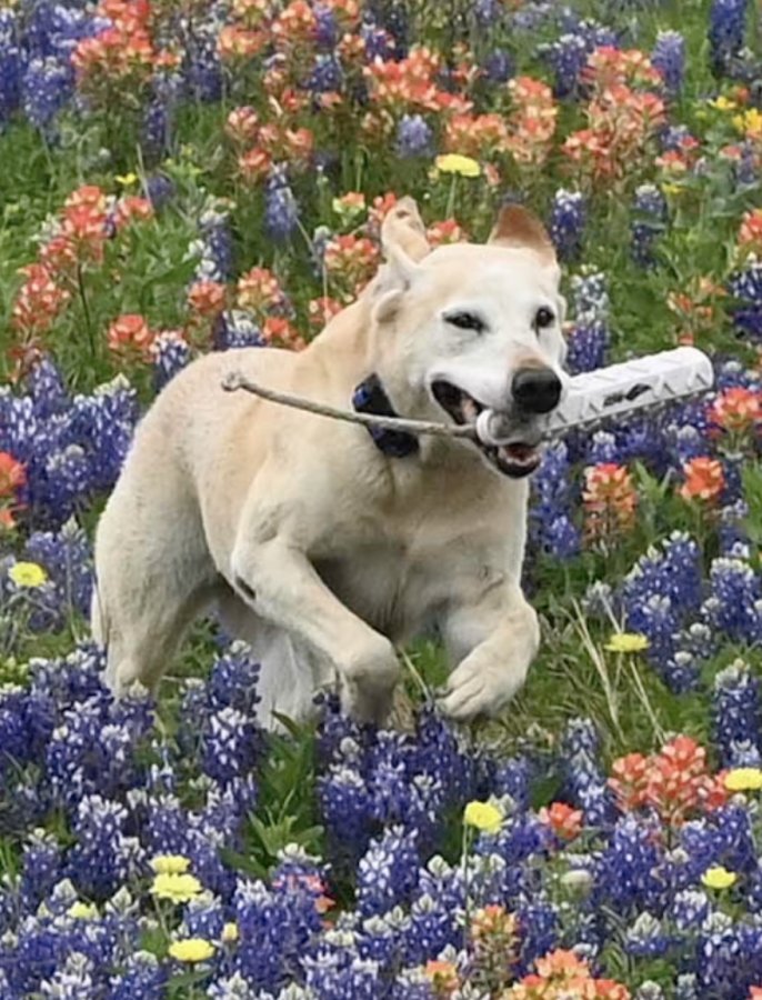 Dog Photo