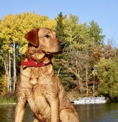 Dog Photo