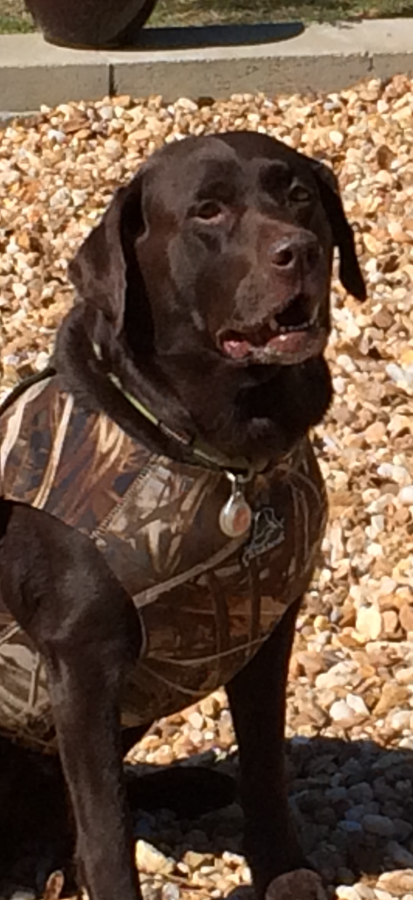 Dog Photo